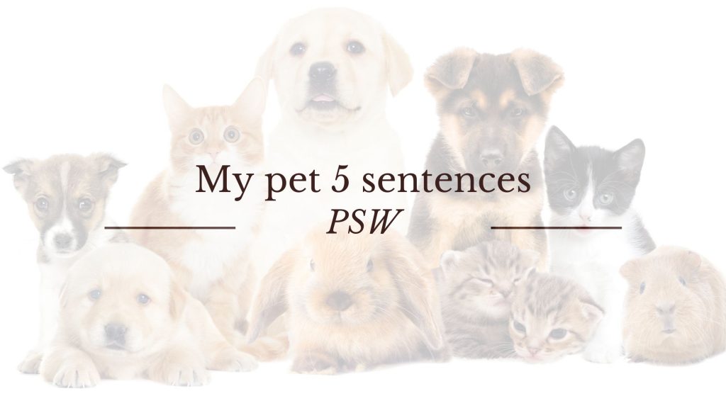 My pet 5 sentences